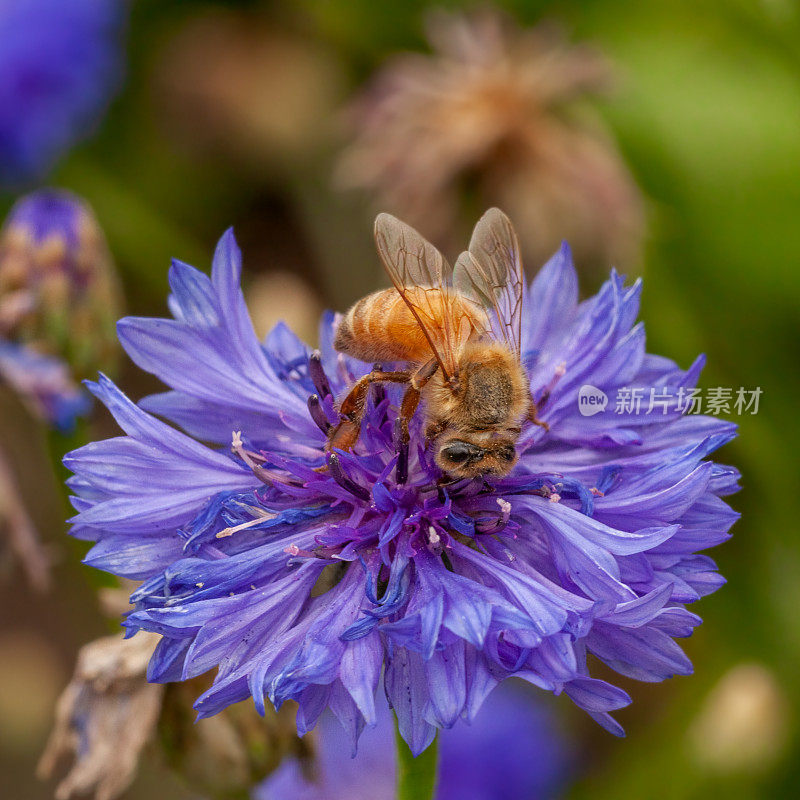 蜜蜂(意大利Apis mellifera)，蜜蜂科。